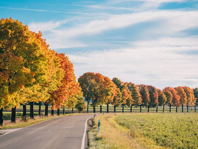Entlang einer Landstraße zwischen Bußmannshausen und Walpertshofen stehen Bäume mit herbstlich gefärbtem Laub in gelben und roten Tönen.