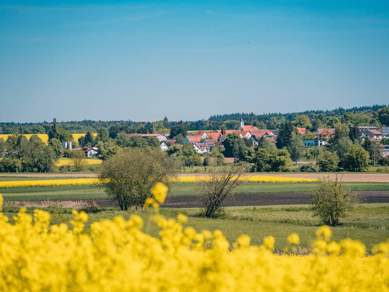 Eine malerische Landschaft mit einem gelben Rapsfeld im Vordergrund und einem Dorf mit roten Dächern vor einem bewaldeten Horizont.