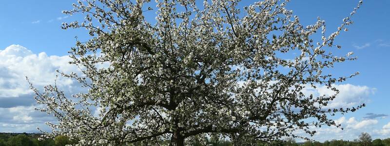 Ein blühender Apfelbaum vor einem gelb blühenden Rapsfeld