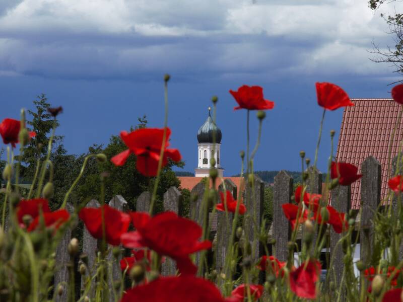 im Hintergrund ist der Turm der St. Stephnus Kirche in Schwendi zu sehen . Vorne sind die roten Blüten von Mohn abgebildet