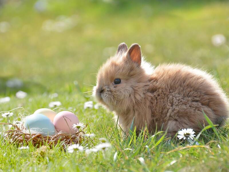 Ein brauner, kleiner Hase sitzt auf einer grünen Wiese. Vor dem Hase steht ein kleiner Korb mit drei bunten Eiern darin. 