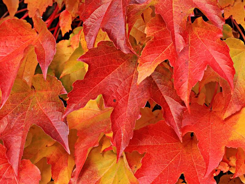 Das Bild zeigt eine dichte Anordnung von bunten, herbstlichen Blättern in Rot- und Gelbtönen.