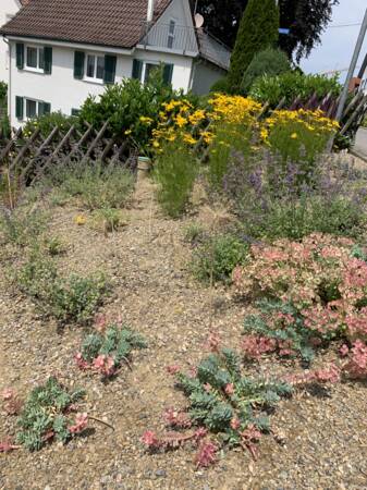 Aufnahme in Vogelperspektive von einem Garten mit braunem Boden und vereinzelt ein paar Blumen.