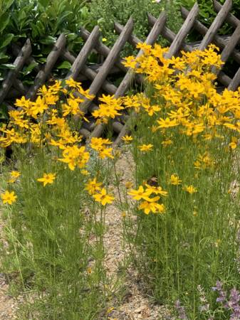 Gelbe Blumen in einem Blumenbeet, dass mit Trockensubstrat gefüllt ist. Das Substrat ist sehr hell. Auf der gelben Blume sitzt ein Schmetterling. Im Hintergrund befindet sich ein Zaun und Büsche.