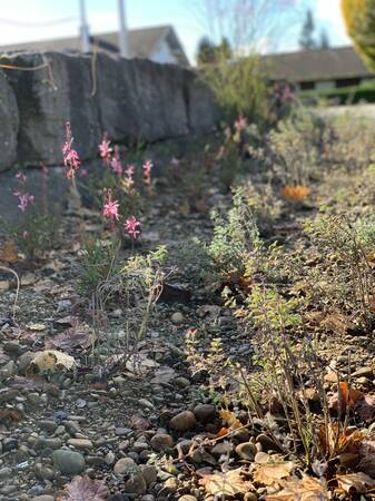 Detailaufnahme eines Beetes mit Trockensubstrat. Im Fokus sind mehrere blühende Stauden. Deren Blüten sind rosa. Im Hintergrund ist eine Stufe aus Natursteinen zu sehen. 
