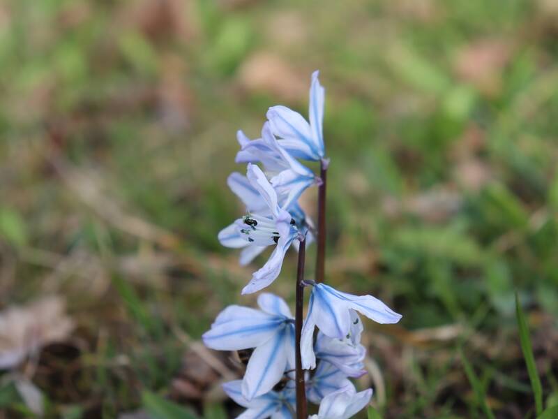 Im Hintergrund ein unscharfer grüner Hintergrund. Einzelne Grashalme sind zu sehen. in der Bildmitte ist scharf eine blaue Blume zu sehen. Sie hat mehrere Blüten auf einer der Blüten ist ein kleiner schwarzer Käfer zu sehen.
