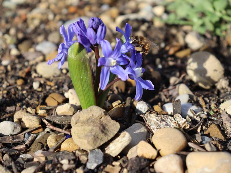 Nahaufname einer Blume mit blau/lilanen Blüten. Es sind fünf Blüten zu sehen, die auf einem kurzen grünen Stiehl sitzten. Der Stiehl ragt aus einem steinigem Untergrund. Auf der rechten Blüte ist eine Biene zu sehen. 
