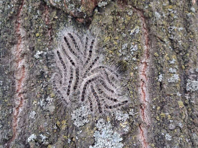 Eine Gruppe von Eichenprozessionsspinnern sitzt in einer Formation auf der bemoosten Rinde eines Baumstamms.